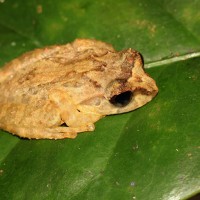 Pseudophilautus lunatus Manamendra-Arachchi & Pethiyagoda, 2005